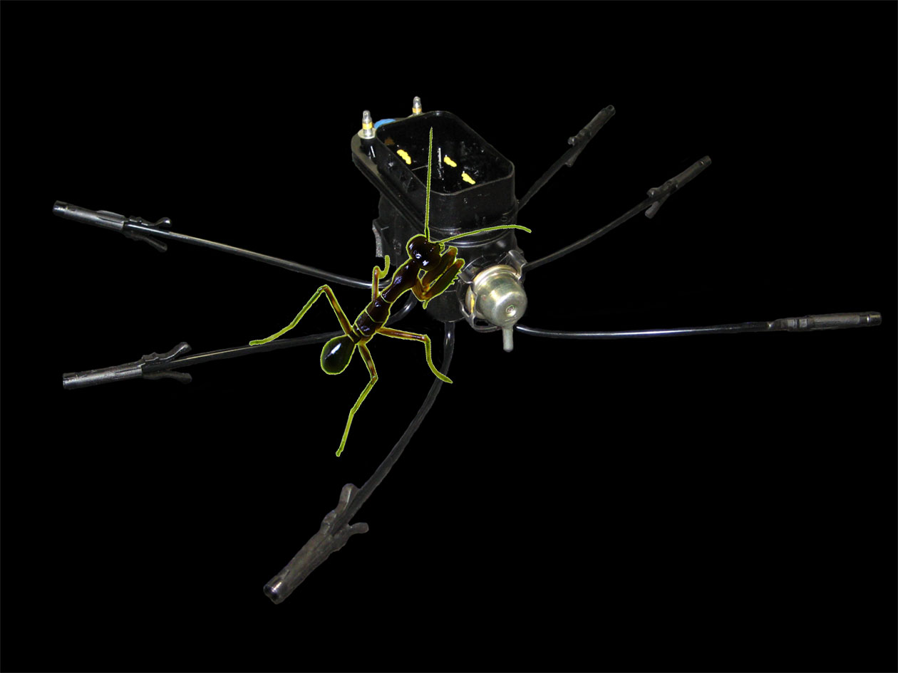 BlackMantis.jpg