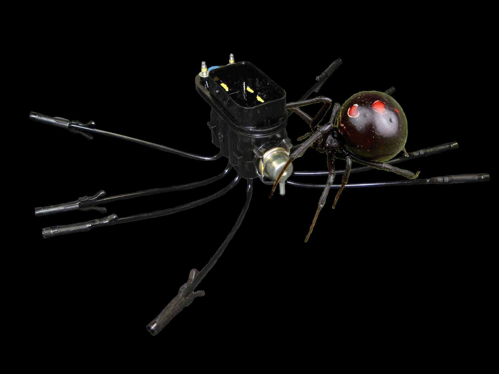 BlackWidow.gif